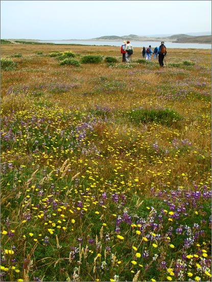 sm Pt. Reyes.RCA (03).jpg - Cat's Ears and Lupines cover the landscape as we approach Abbots Lagoon.